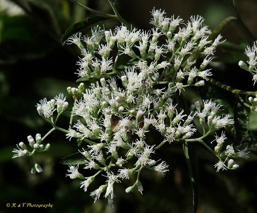 {Eupatorium serotinum}